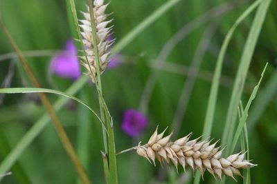 Carex vesicaria, photographed by Марина Садыкова