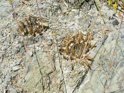 Ariocarpus trigonus, photographed by amantedarmanin