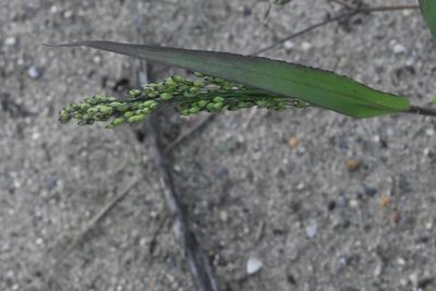Panicum miliaceum, photographed by Марина Садыкова