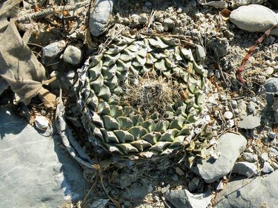 Obregonia denegrii, photographed by amantedarmanin