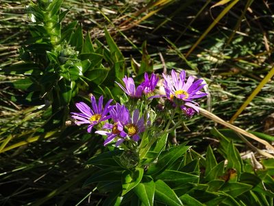Senecio speciosissimus, photographed by Shaun Swanepoel