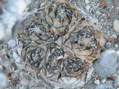 Obregonia denegrii, photographed by amantedarmanin