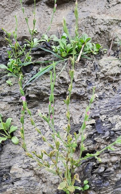 Schenkia spicata, photographed by Виктория Билоус