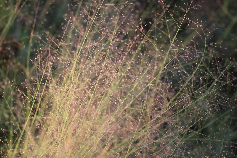 Muhlenbergia uniflora, photographed by Quinten Wiegersma