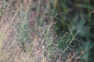 Muhlenbergia uniflora, photographed by Quinten Wiegersma
