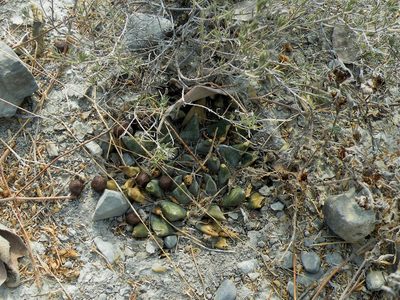 Ariocarpus trigonus, photographed by amantedarmanin