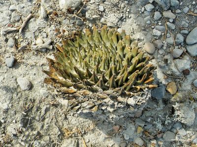 Ariocarpus trigonus, photographed by amantedarmanin