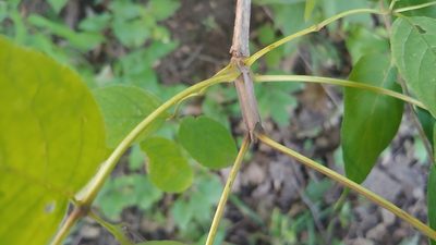 Fraxinus quadrangulata, photographed by Ryan Sorrells