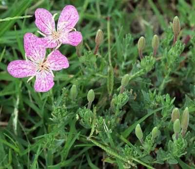 Oenothera canescens, photographed by Catherine C. Galley