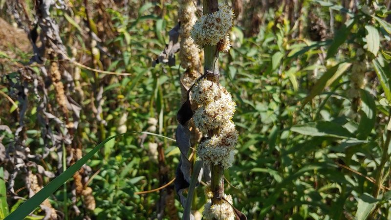 Cuscuta glomerata, photographed by Ryan Sorrells