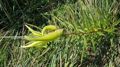 Asclepias hirtella, photographed by Ryan Sorrells