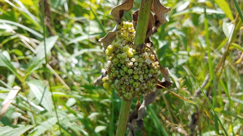 Cuscuta coryli, photographed by Ryan Sorrells
