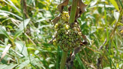 Cuscuta coryli, photographed by Ryan Sorrells