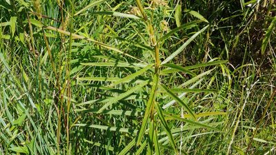 Asclepias hirtella, photographed by Ryan Sorrells