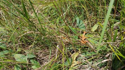 Helianthus occidentalis, photographed by Ryan Sorrells