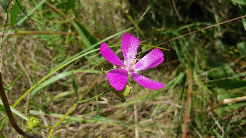 Callirhoe triangulata, photographed by Ryan Sorrells