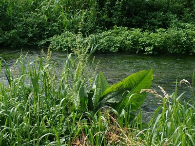 Rumex hydrolapathum, photographed by Daniel Cahen