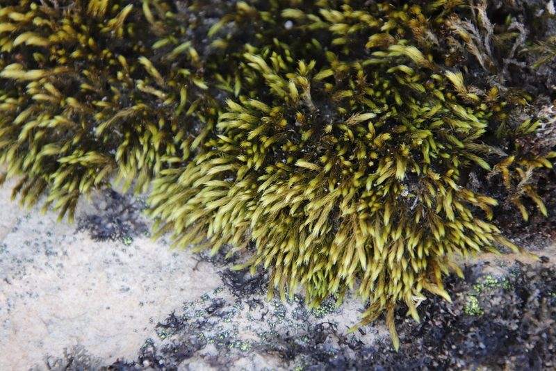 Breutelia substricta, photographed by Tony Rebelo