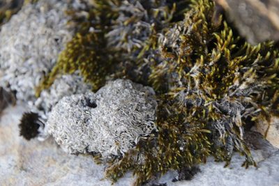 Breutelia substricta, photographed by Tony Rebelo