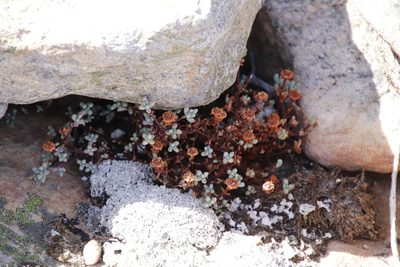 Lampranthus falcatus, photographed by Tony Rebelo