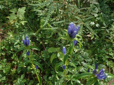 Gentiana linearis, photographed by Lynn Harper