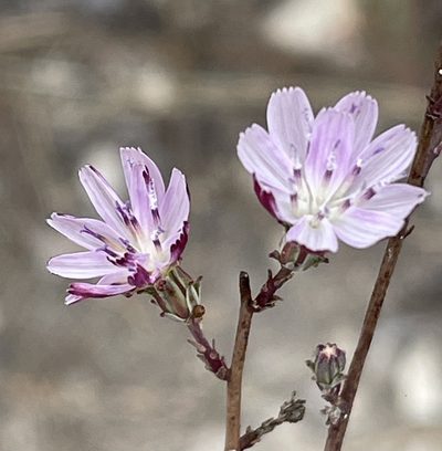 Stephanomeria elata, photographed by Irene
