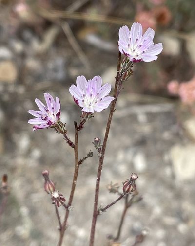 Stephanomeria elata, photographed by Irene
