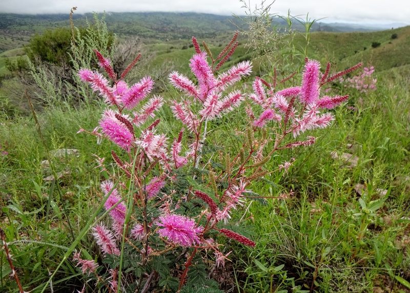 Mimosa dysocarpa, photographed by Andrew Tree