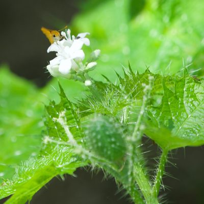 Cnidoscolus maculatus, photographed by Bill Levine