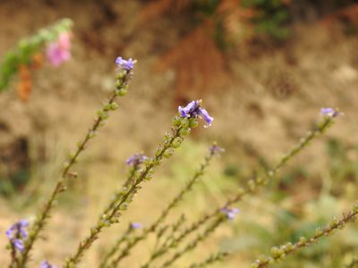 Anarrhinum bellidifolium, photographed by Duarte Frade