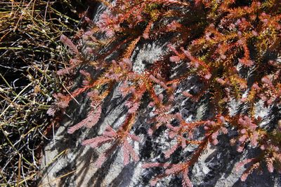 Spatalla confusa, photographed by Tony Rebelo