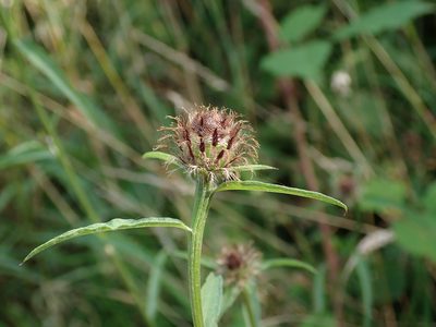 Centaurea debeauxii, photographed by Daniel Cahen