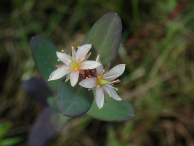 Hypericum virginicum, photographed by Lynn Harper