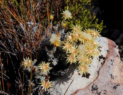 Syncarpha flava, photographed by Tony Rebelo