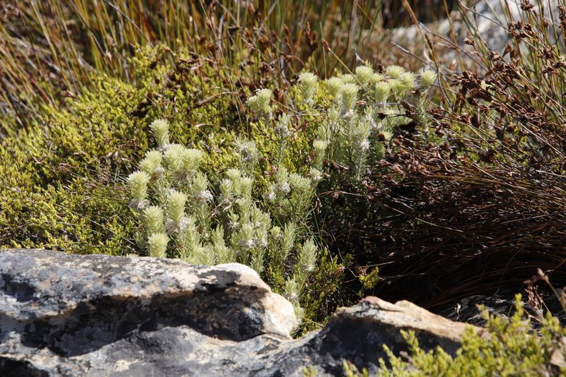 Phylica insignis, photographed by Tony Rebelo
