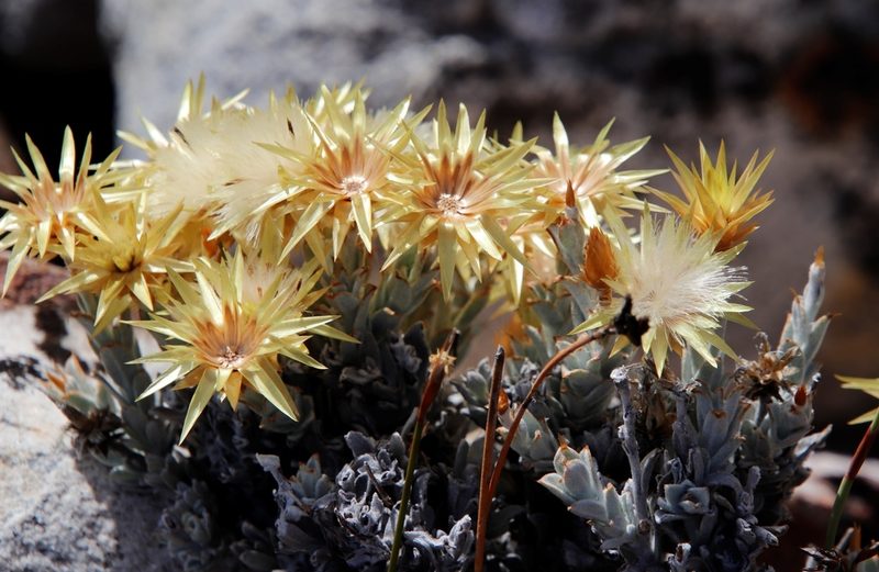 Syncarpha flava, photographed by Tony Rebelo