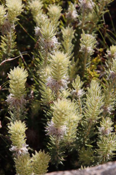 Phylica insignis, photographed by Tony Rebelo