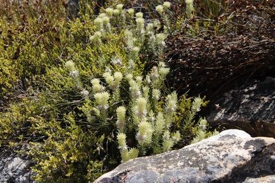 Phylica insignis, photographed by Tony Rebelo