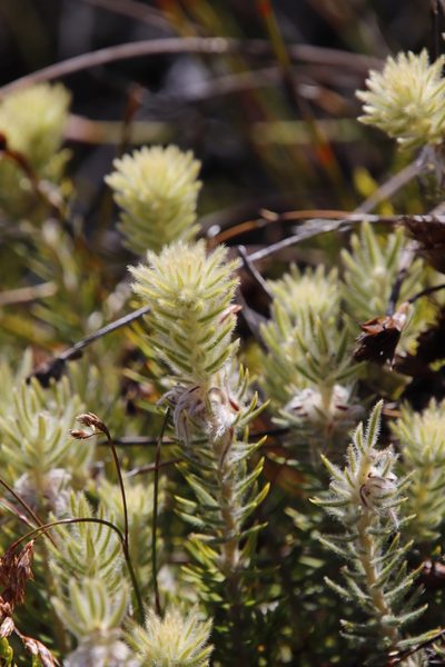Phylica insignis, photographed by Tony Rebelo