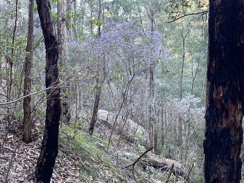Hovea longifolia, photographed by prossington