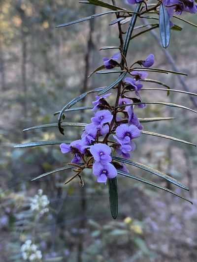 Hovea longifolia, photographed by prossington
