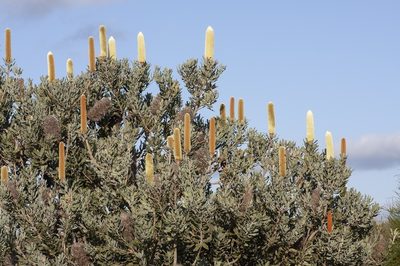 Banksia sceptrum, photographed by dhfischer