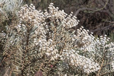 Lachnostachys eriobotrya, photographed by dhfischer