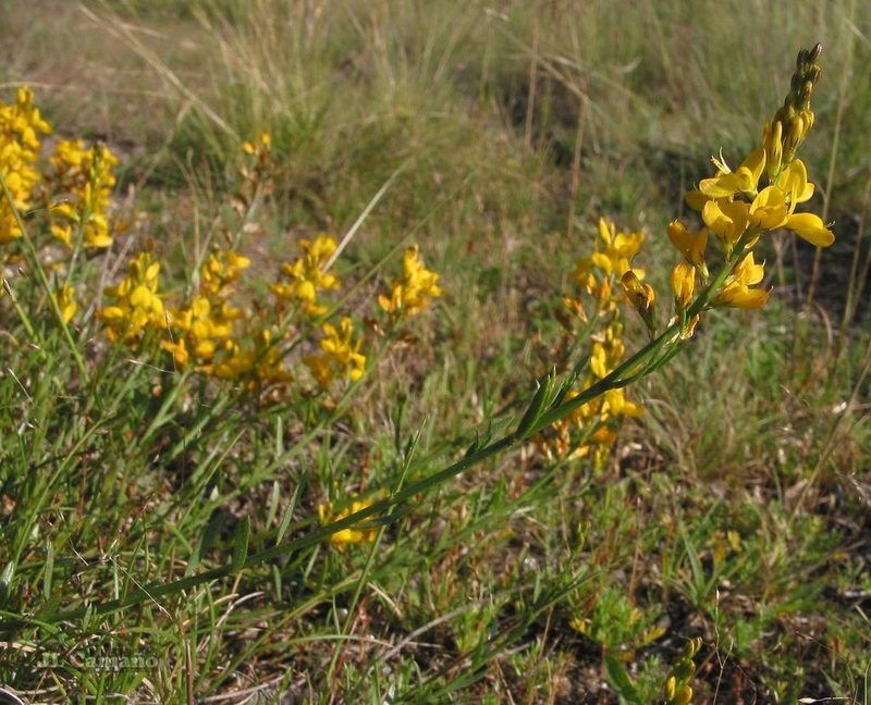 Genista micrantha, photographed by José Luis Camaño