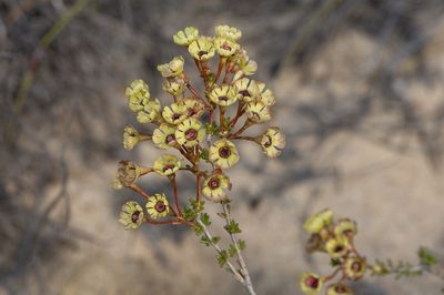 Pileanthus peduncularis, photographed by dhfischer