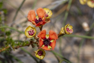 Pileanthus peduncularis, photographed by dhfischer