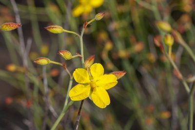 Hibbertia conspicua, photographed by dhfischer