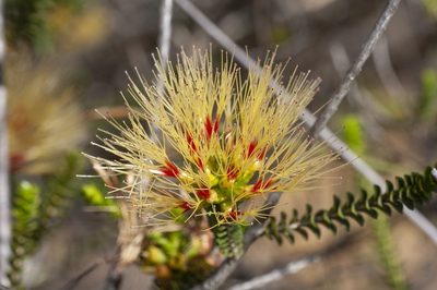 Melaleuca aestiva, photographed by dhfischer