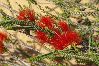 Melaleuca aestiva, photographed by dhfischer