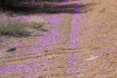 Calandrinia primuliflora, photographed by dhfischer